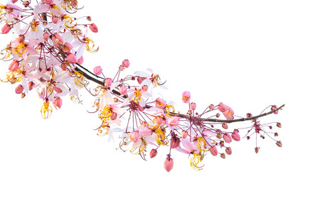 A branch of Cassia bakeriana, commonly called pink shower tree, in full bloom.  The tree is native of Thailand and Myanma.の写真素材