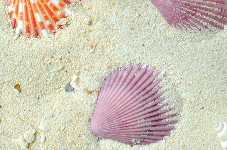 shells of red and orange scallop (Amusium pleuronectes) on white sand