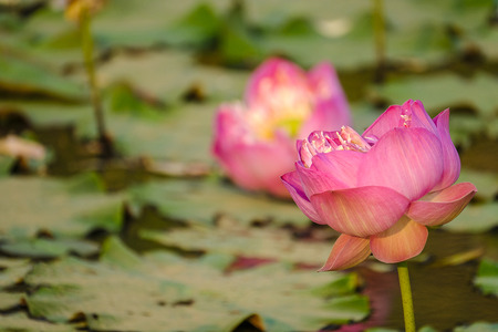 Pink lotus flowers blooming in the morning sun.の写真素材