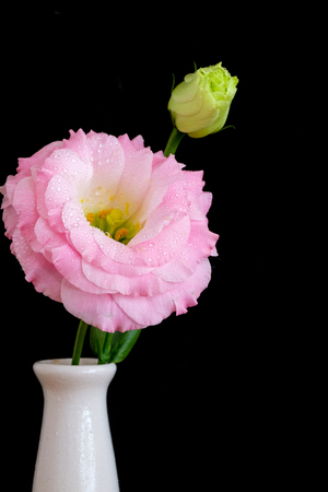 delicate and beautiful pink Lisianthus in a tall vase, dark backgrondの写真素材