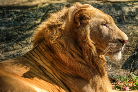 a portrait of a golden brown male lion, profile viewの写真素材
