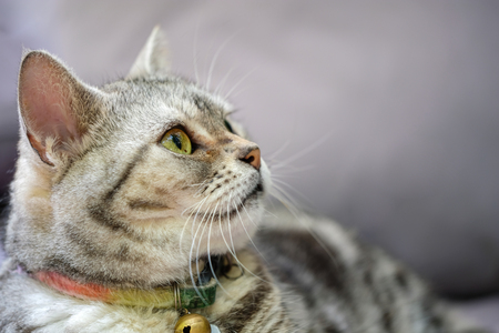 a brown short fur tabby cat with black stripes and green eyes lying on a table, looking at somethingの写真素材