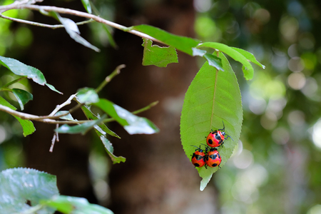 three giant red beetles resting on a wild camillia tree leaf during mid day in the asian rain forest の写真素材