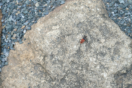 a small red and brown wild ground beetle in the rain forest of Northern Thailandの写真素材