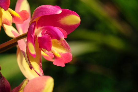 Spathoglottis orchid with magenta orange color. This orchiid is geneally found on the ground level in the rain forest of Thailand.の写真素材
