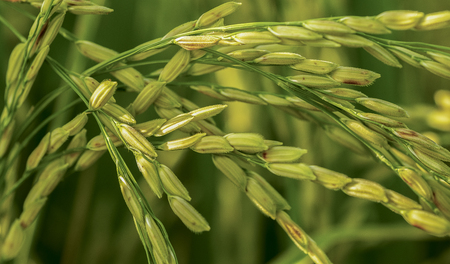 closeup of ripen seeds of maturing rice cropの写真素材
