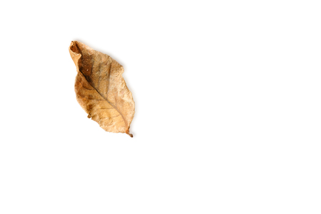 Dry leaf isolated on white background, top view, copy spaceの写真素材