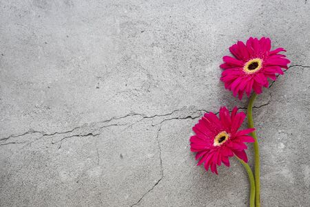 Bright red blooming gerbera flowers on cracked concrete background.  Closeup, top view with copy space.の写真素材