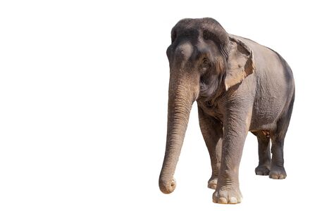 Female asian elephant, isolated on white background.の写真素材