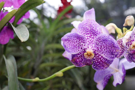 Purple tropical vanda orchid flowers closeup.の写真素材