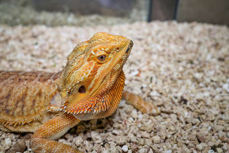 Closeup of oriental golden lizard standing on gravels.の写真素材