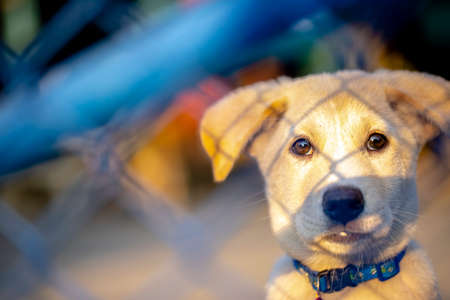 A young puppy sitting behind a fence with a glow of early morning sun shining on its face.