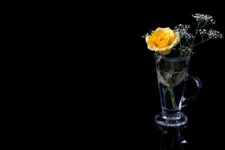 A beautiful single yellow rose in a tall glass of water on a table. Dark background with copy space.の写真素材
