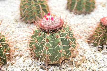 cactus with candle in the garden, close up of cactusの写真素材