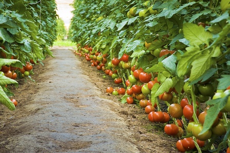 Ripe tomatoes in a greenhouse - green alleyの写真素材