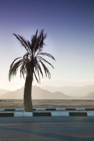 Palm Tree and Sinai Mountains Behind, Egypt