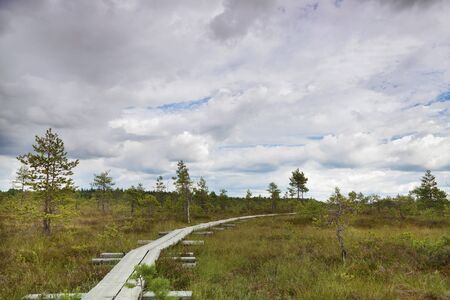 Pedestrian Walkway over Swamp Area in National Parkの写真素材
