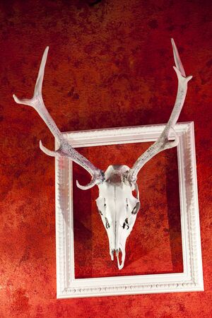 Deer Antlers in the Frame on Red Backgroundの写真素材