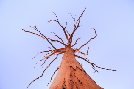 Big dead tree painted orange taken from below