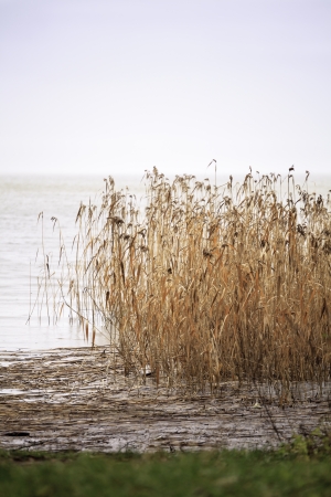 Dry reeds by The Baltic shore, Curonian Spit, Lithuaniaの写真素材