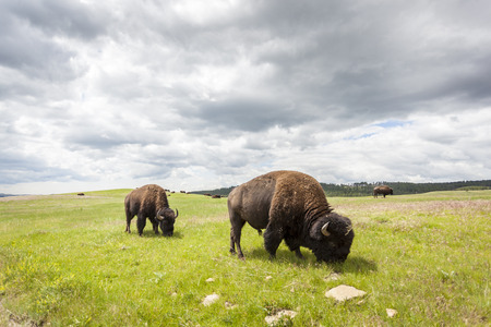 Beautiful Buffaloes in Yellowstone National Park, Wyoming, USA