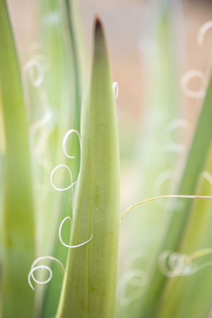 Close up of decorative yucca plant.の写真素材