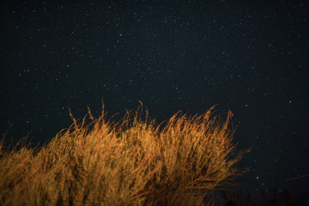 Stars and bushes illuminated by fire at dark night.