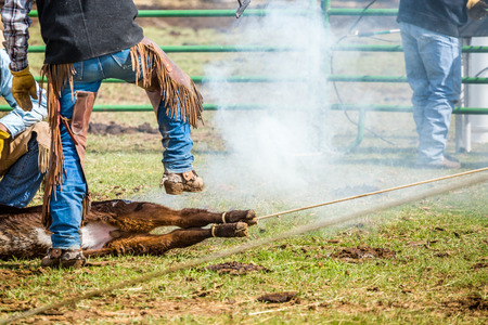 Branding newly born calves on the farm by cowboysの写真素材