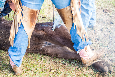 Branding newly born calves on the farm by cowboys
