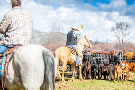 Cowboys catching newly born calves before branding them on a farmの写真素材