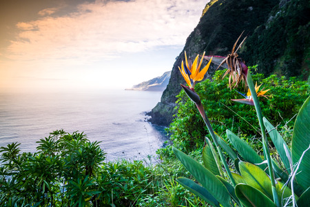 Strelitzia blooming on Madeira, Portugalの写真素材