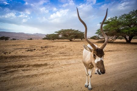Big addax on Negev Desert, Israel, Middle East