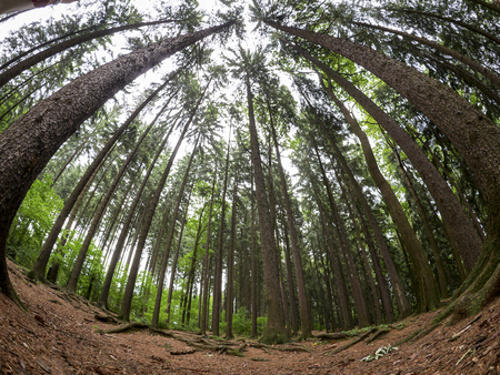 Calm forest background taken by fish eye lensの写真素材