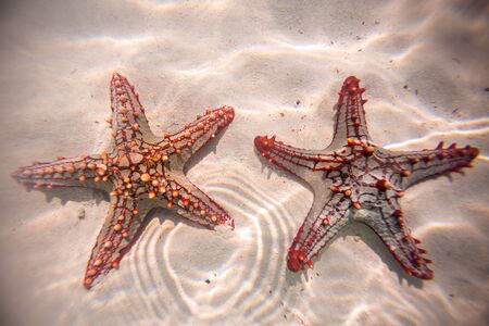 Red starfish resting on the bottom of Indian Ocean, Kenyaのeditorial素材