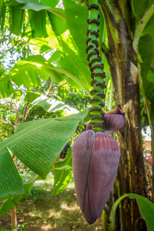 Giant cavendish banana flower on the plantation, Kenyaの写真素材