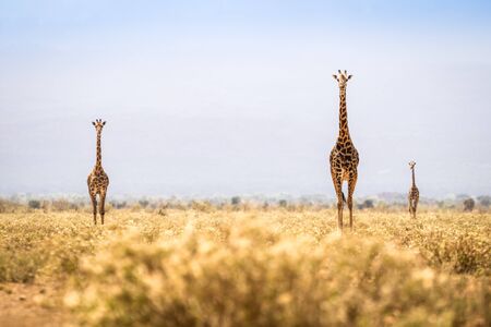Three giraffes walking on savanna in Kenyaの写真素材