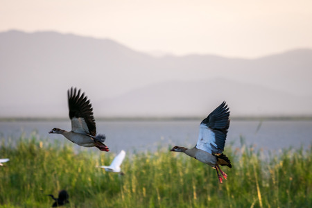 Couple of egyptian goose by Jipe Lake, Tsavo West National Park, Kenya