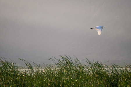 Flying bird over reeds of Jipe Lake, Tsavo West National Park, Kenyaの写真素材