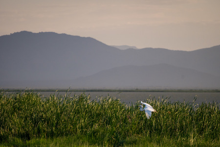 Flying bird over reeds of Jipe Lake, Tsavo West National Park, Kenyaの写真素材