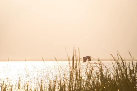 Flying bird over reeds of Jipe Lake, Tsavo West National Park, Kenyaの写真素材