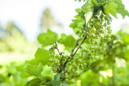 Unripe red currant berries photographed early saummer