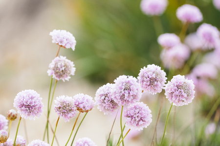 Beautiful delicate pink flowers to be found on dunes of Algarve coas in summer, Portugalの写真素材