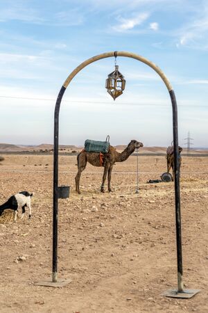 Dromedary camel with saddle in nomad settlement on Agafay desert , Marrakech, Moroccoの写真素材