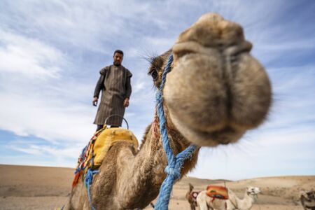Marrakech, Morocco - January 14, 2010: A man standing on his dromedary camel to show off on Agafay desert , Marrakech, Moroccoのeditorial素材