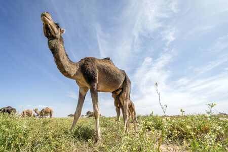 Herd of dromedary camels grassing in the oasis on the edge of Sahara dessert, Morocco, Africaの写真素材