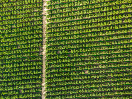 Aerial view of orange grove creating great texture, Algarve, Portugalの写真素材