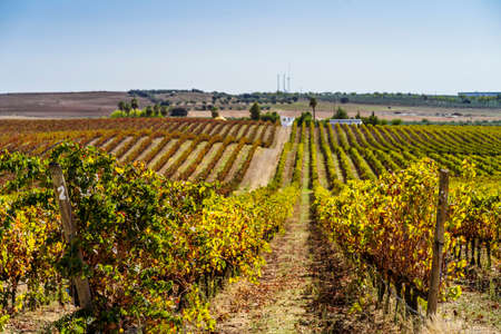 Vineyards of Alentejo during fall, Portugal, Europeの写真素材