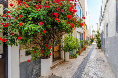 Red flowers and other plants decorating the narrow street of Olhao, Algarve, Portugalの写真素材