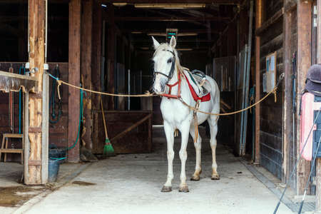 White horse with horse harness standing in a wooden stableの写真素材