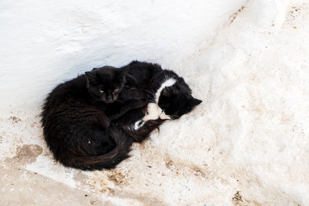 Cute black cats on white streets on Moulay Idriss, Morocco, North Africaの写真素材